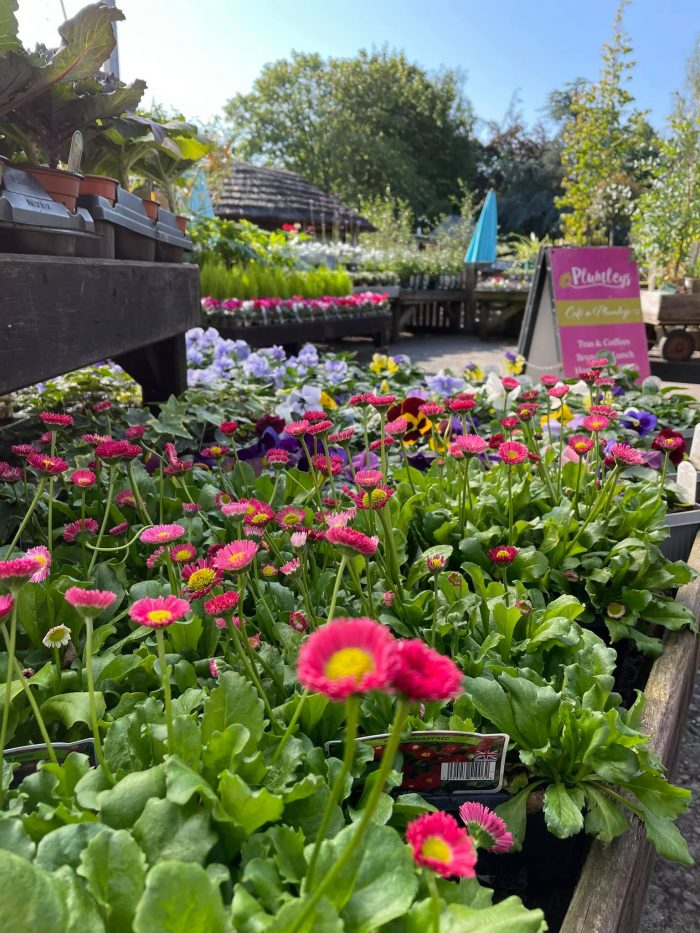 Plumleys Garden Centre | Plumleys Garden Centre - Knutsford